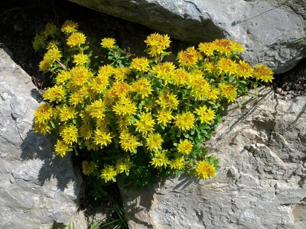 Villa Otto Santa Cristina Val Gardena Kültér fotó