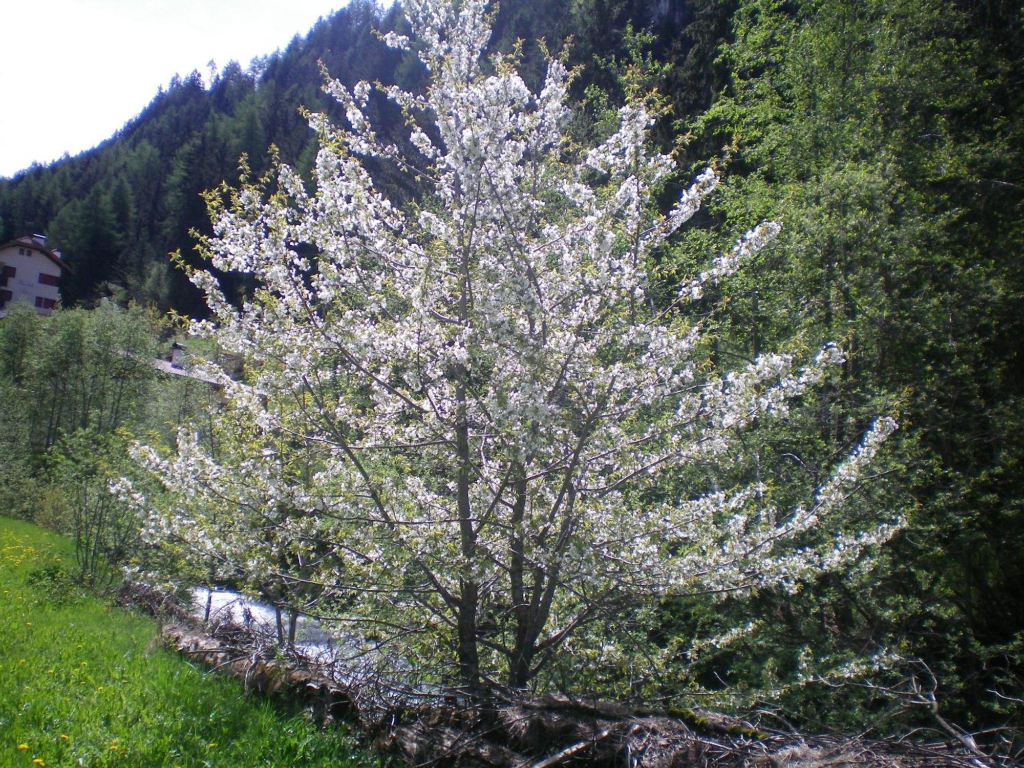 Villa Otto Santa Cristina Val Gardena Kültér fotó