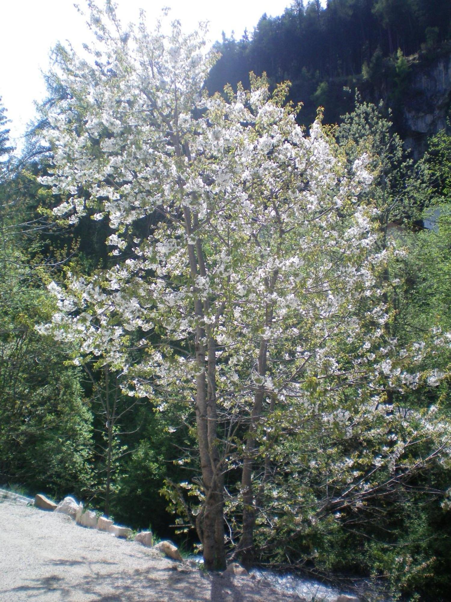 Villa Otto Santa Cristina Val Gardena Kültér fotó